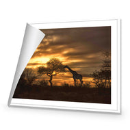 Giraffe at Sunset
