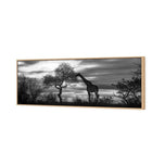 Giraffe at Sunset,  B&W