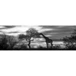 Giraffe at Sunset,  B&W