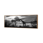 Giraffe at Sunset,  B&W