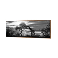 Giraffe at Sunset,  B&W