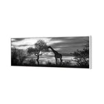 Giraffe at Sunset,  B&W