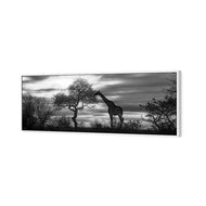 Giraffe at Sunset,  B&W