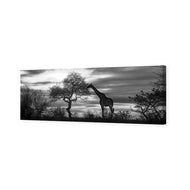 Giraffe at Sunset,  B&W