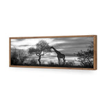Giraffe at Sunset,  B&W
