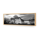 Giraffe at Sunset,  B&W