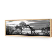 Giraffe at Sunset,  B&W