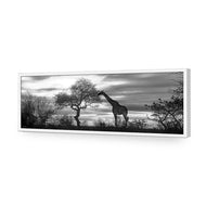 Giraffe at Sunset,  B&W