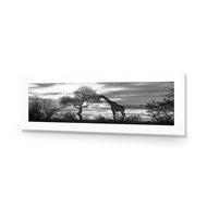 Giraffe at Sunset,  B&W