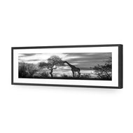 Giraffe at Sunset,  B&W