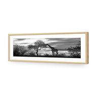 Giraffe at Sunset,  B&W