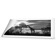 Giraffe at Sunset,  B&W