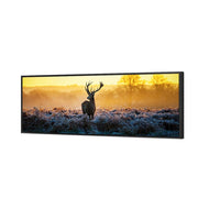 Red Deer at Dawn