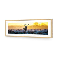 Red Deer at Dawn