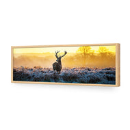 Red Deer at Dawn