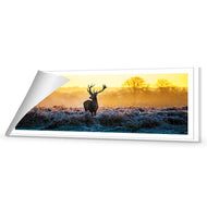 Red Deer at Dawn