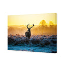Red Deer at Dawn