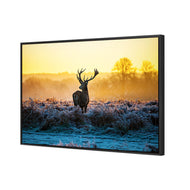 Red Deer at Dawn