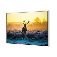 Red Deer at Dawn