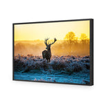 Red Deer at Dawn