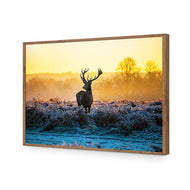 Red Deer at Dawn