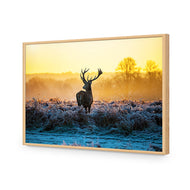 Red Deer at Dawn