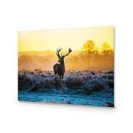 Red Deer at Dawn