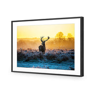 Red Deer at Dawn