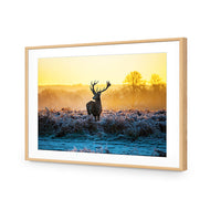 Red Deer at Dawn