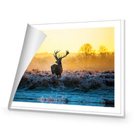 Red Deer at Dawn