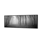 Mysterious Trees B&W
