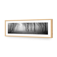 Mysterious Trees B&W