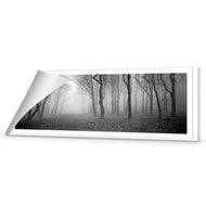Mysterious Trees B&W