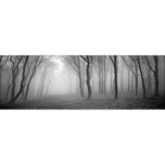 Mysterious Trees B&W