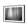 Mysterious Trees B&W