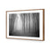 Mysterious Trees B&W