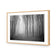 Mysterious Trees B&W