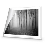 Mysterious Trees B&W