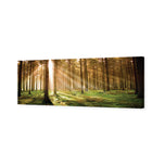 Autumn Pine Forest