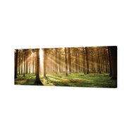 Autumn Pine Forest