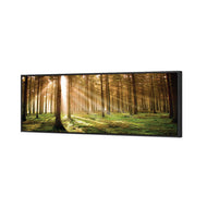 Autumn Pine Forest
