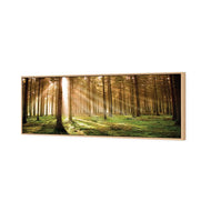 Autumn Pine Forest (stock)
