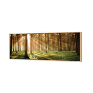 Autumn Pine Forest
