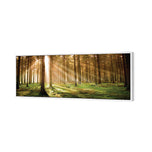 Autumn Pine Forest