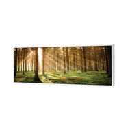 Autumn Pine Forest