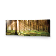 Autumn Pine Forest
