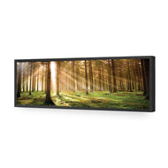 Autumn Pine Forest