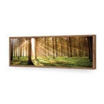 Autumn Pine Forest