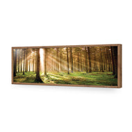 Autumn Pine Forest