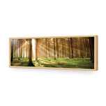 Autumn Pine Forest